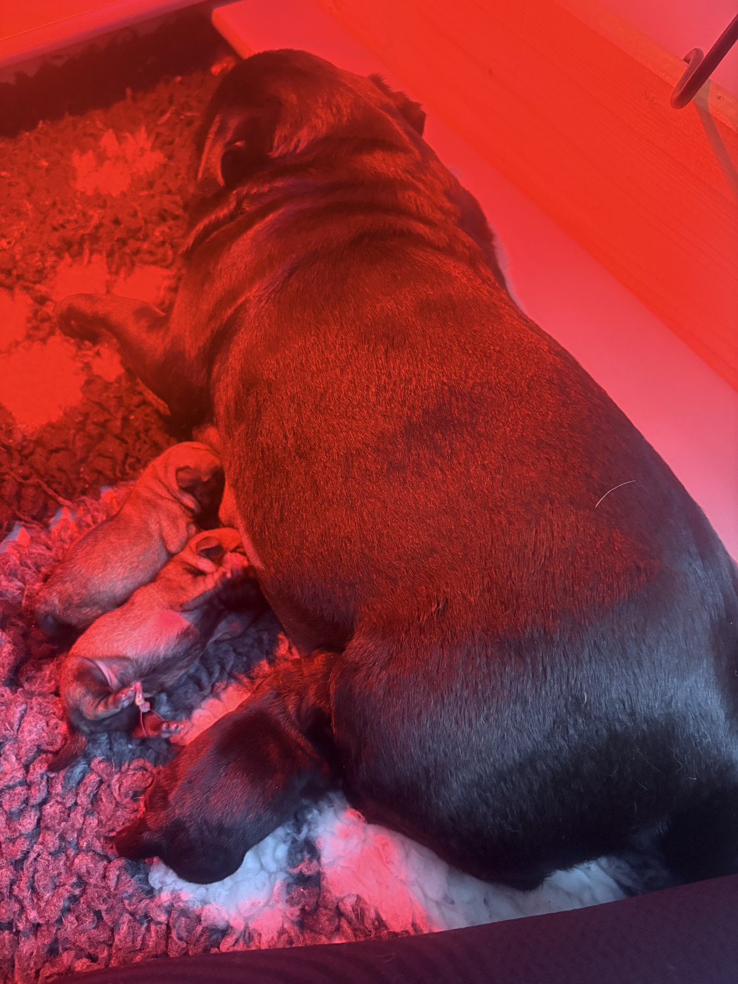 Des Petits Vikings De L’Orient - Carlin - Portée née le 12/02/2026