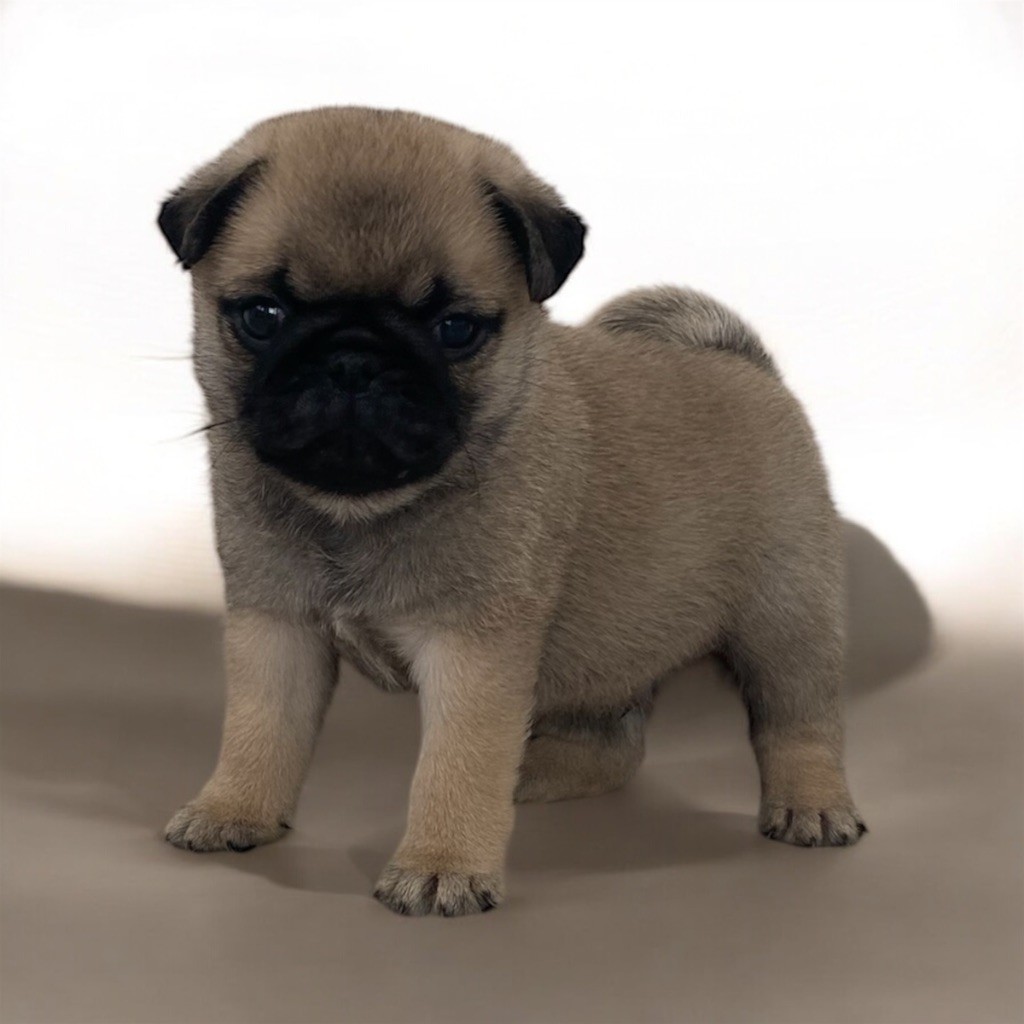 Des Petits Vikings De L’Orient - Carlin - Portée née le 23/08/2024